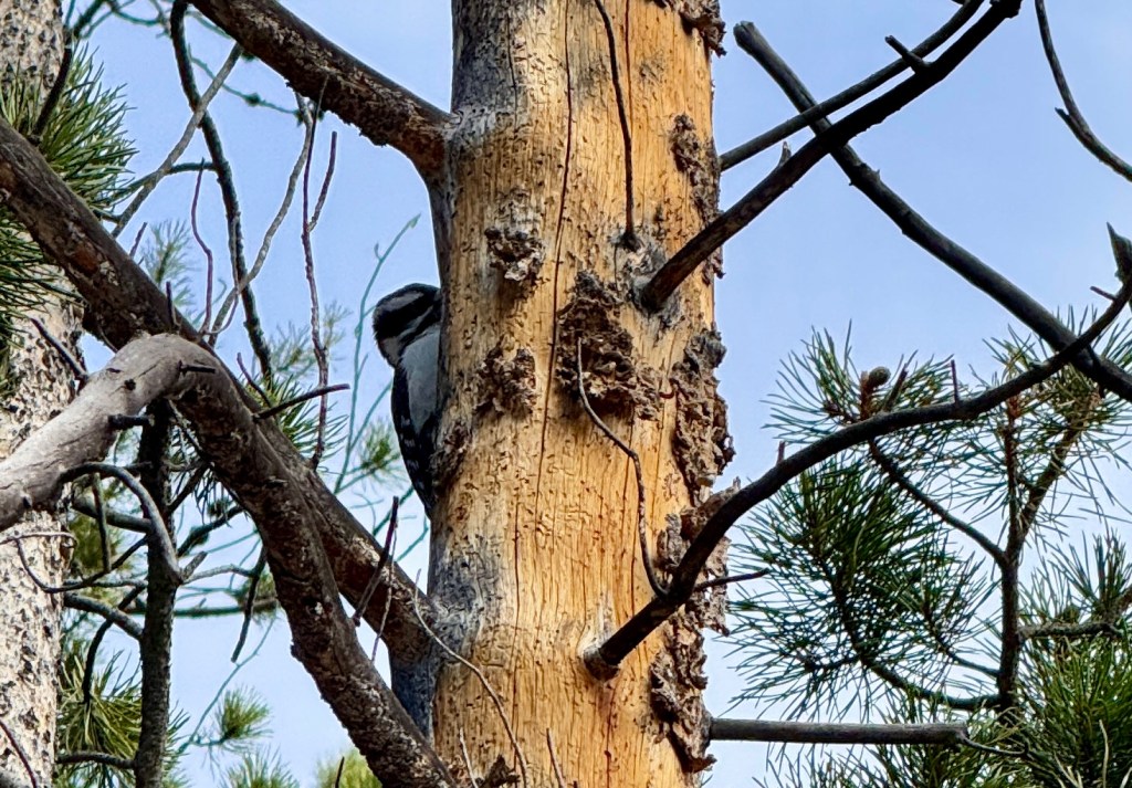 A bird perched on the side of a tree trunk, surrounded by branches and pine needles, with a clear blue sky in the background.