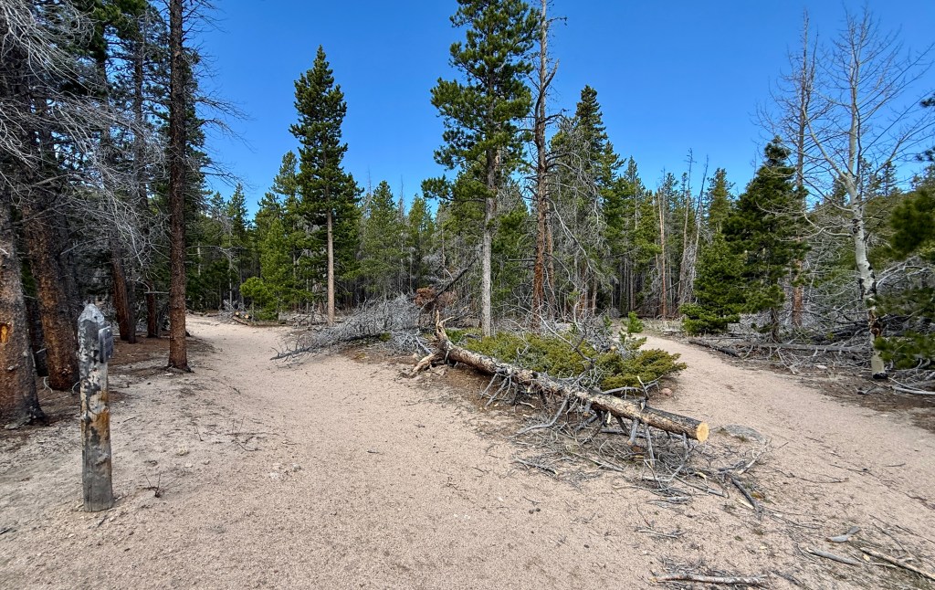 A sandy path diverges in a forest, flanked by tall evergreen trees and fallen branches under a clear blue sky.