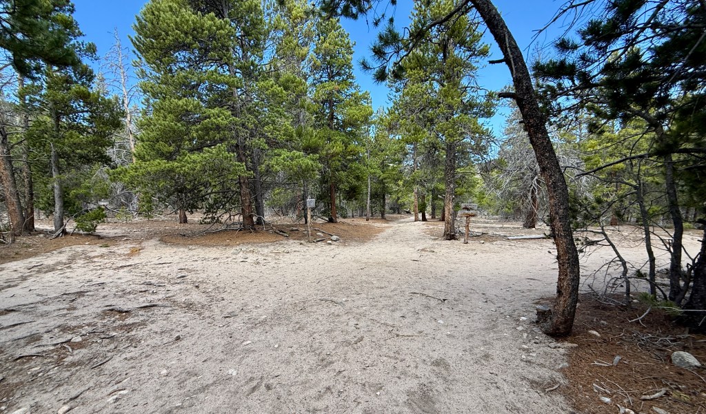 A sandy path winding through a forest with tall pine trees under a blue sky.