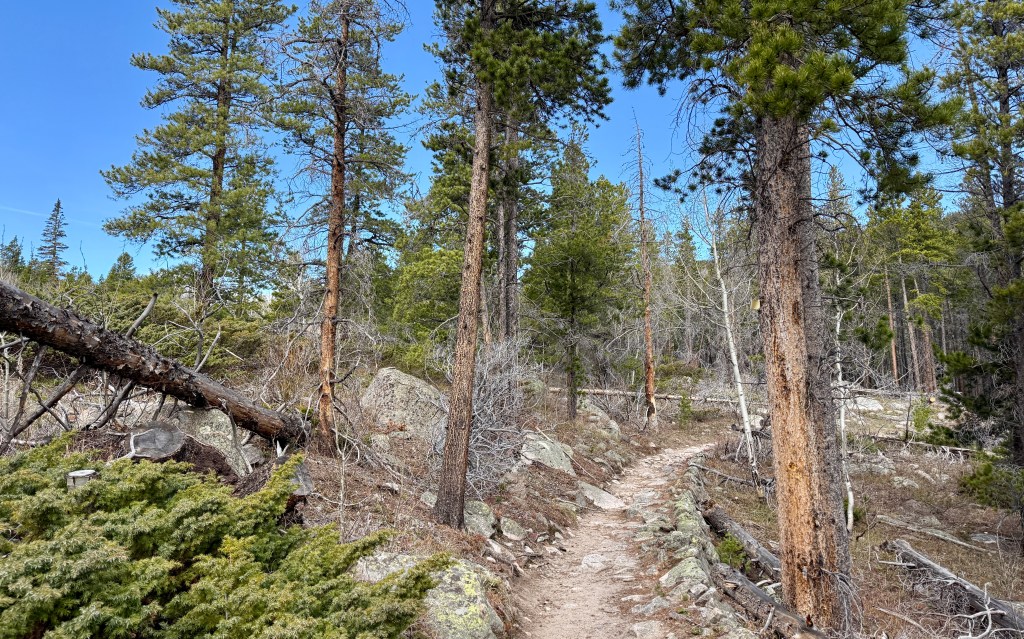 A winding dirt path surrounded by tall trees and scattered boulders in a forested area on a clear day.