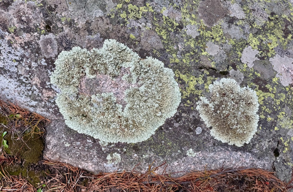 Close-up of two lichen patches on a rocky surface, one larger and rounder, the other smaller and irregularly shaped, with greenish tones against the gray rock.