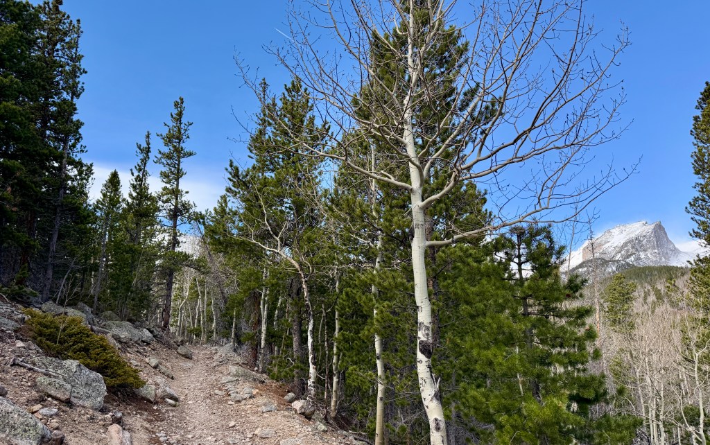 A scenic hiking trail surrounded by tall trees, with rocky terrain and a clear blue sky in the background.