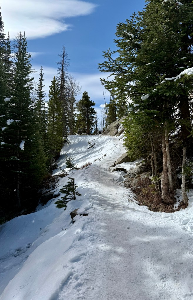 A snow-covered hiking trail winding through tall evergreen trees under a clear blue sky.