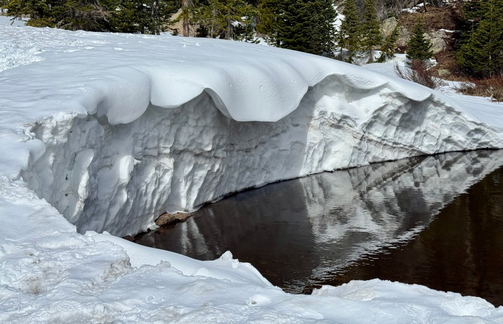 A snowbank with a wavy edge partially overhanging a small pond, reflecting the snow and surrounding greenery in the water.