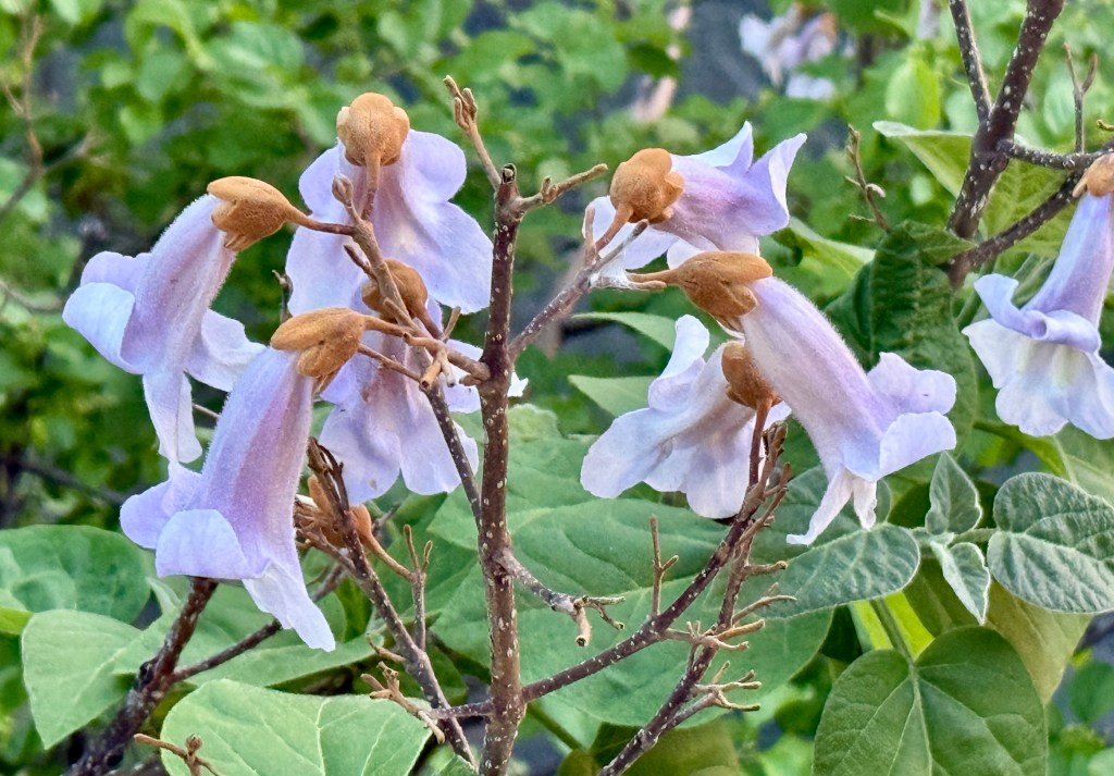 Close-up of light purple flowers with brown centers on a branching stem, surrounded by green leaves.