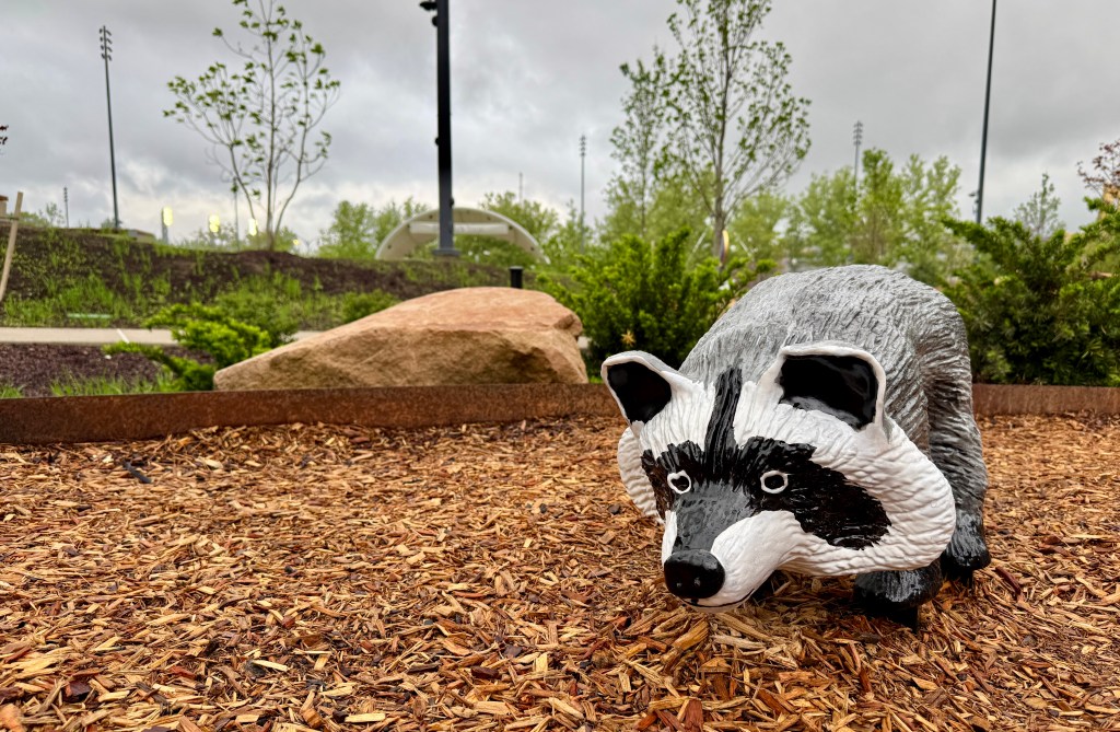 A life-sized decorative raccoon statue in a garden, surrounded by mulch and greenery under a cloudy sky.