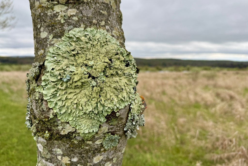 Close-up of a tree trunk featuring a large, green lichen growth with a blurred grassy field and cloudy sky in the background.