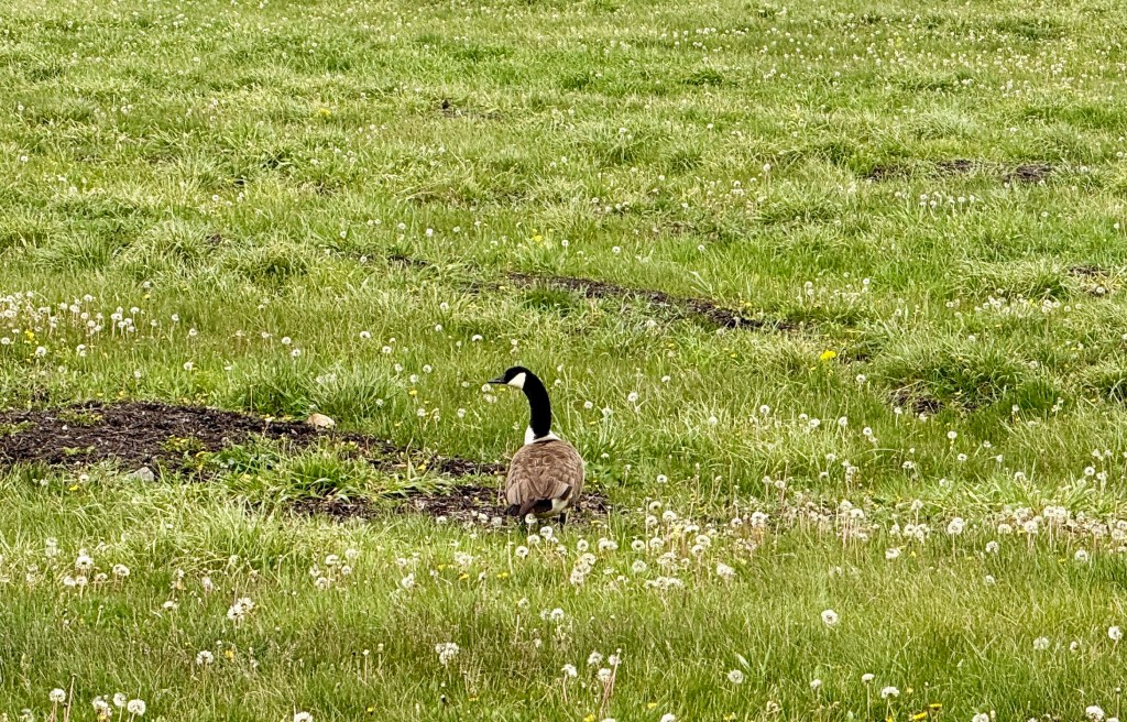 A Canada goose walking through a grassy field scattered with dandelions.