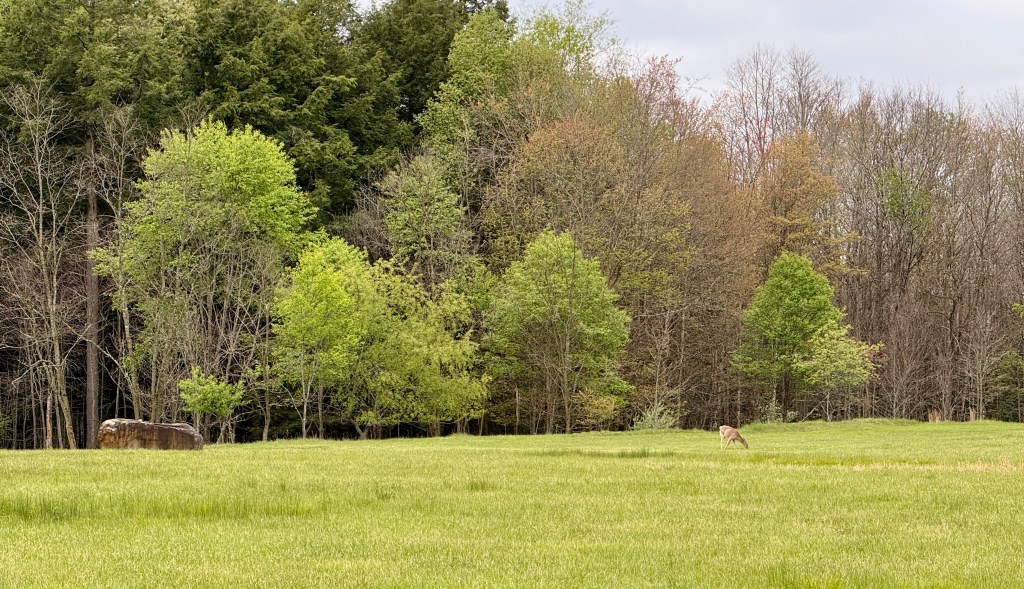 A deer grazing in a lush green field with a backdrop of trees in various shades of spring foliage.