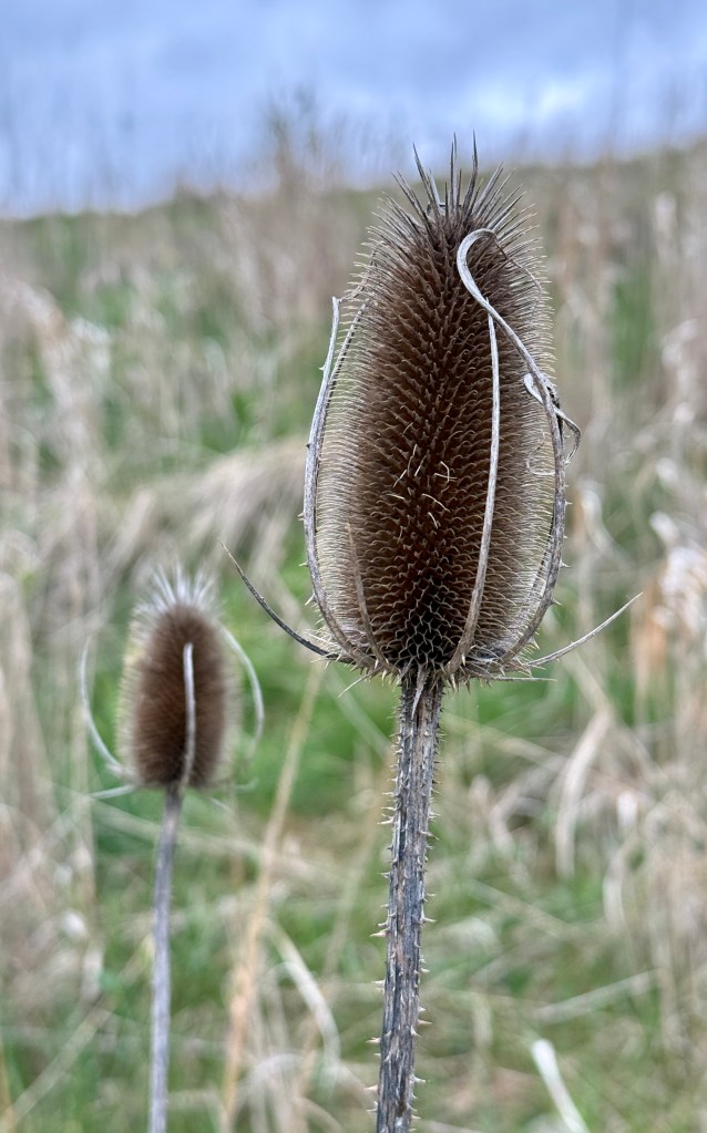 Close-up of two dried thistle flowers with spiky textures standing in a field with green grass and a cloudy sky in the background.