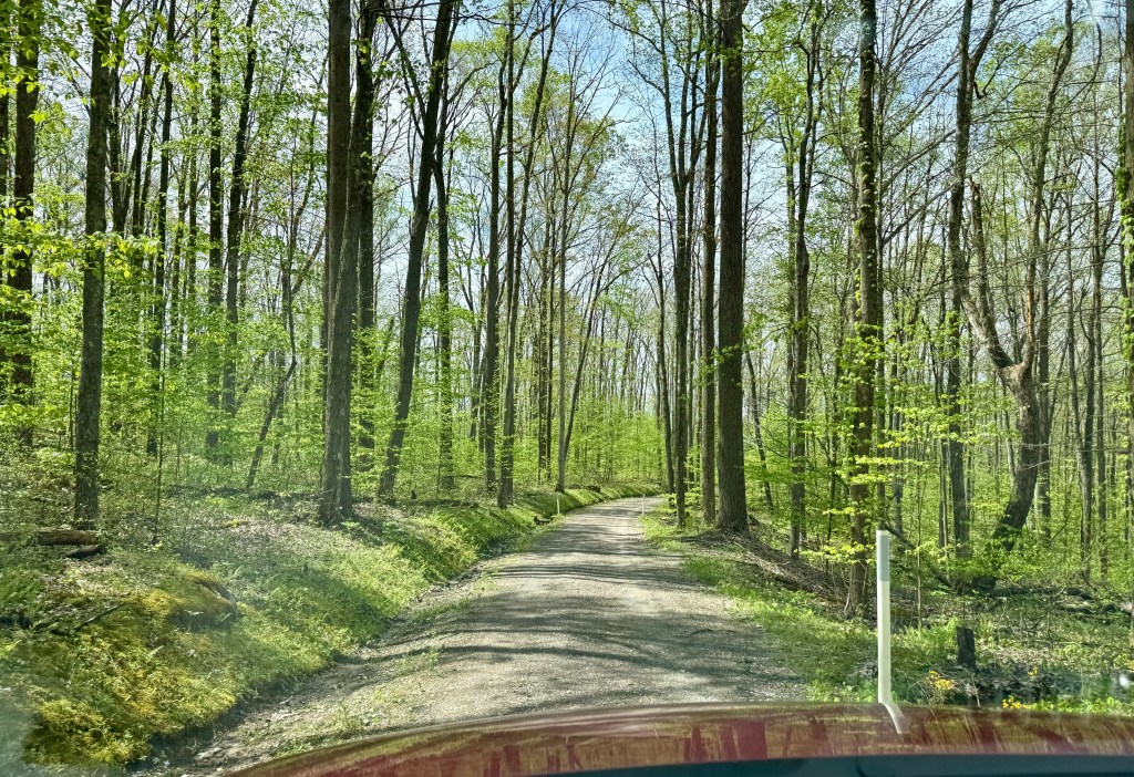 A gravel road winding through a lush green forest with tall trees and sunlight filtering through the leaves.