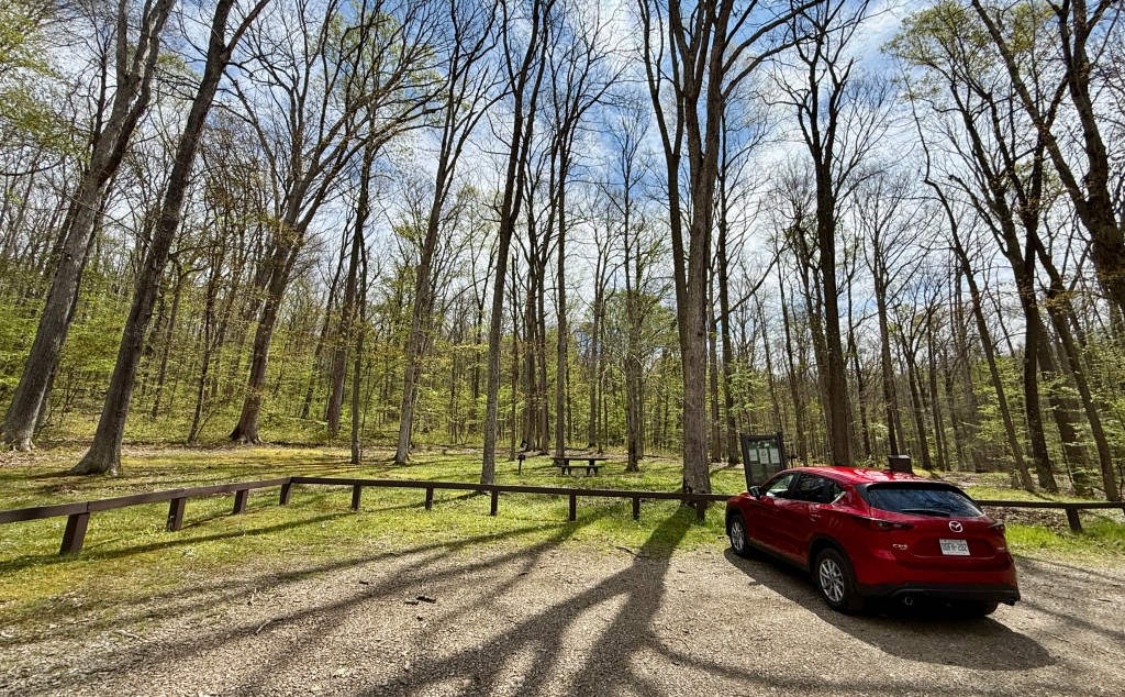 A red car parked on a gravel road surrounded by tall trees in a forest, with a picnic area visible in the background and clear blue skies.
