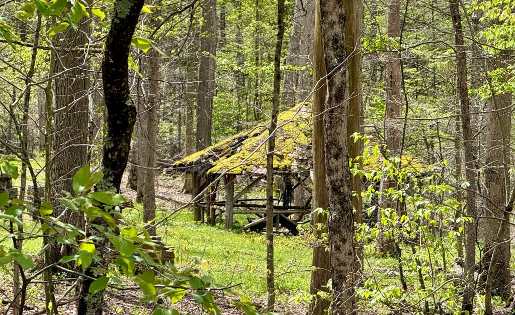 An overgrown, moss-covered cabin nestled in a dense forest with tall trees and green foliage.