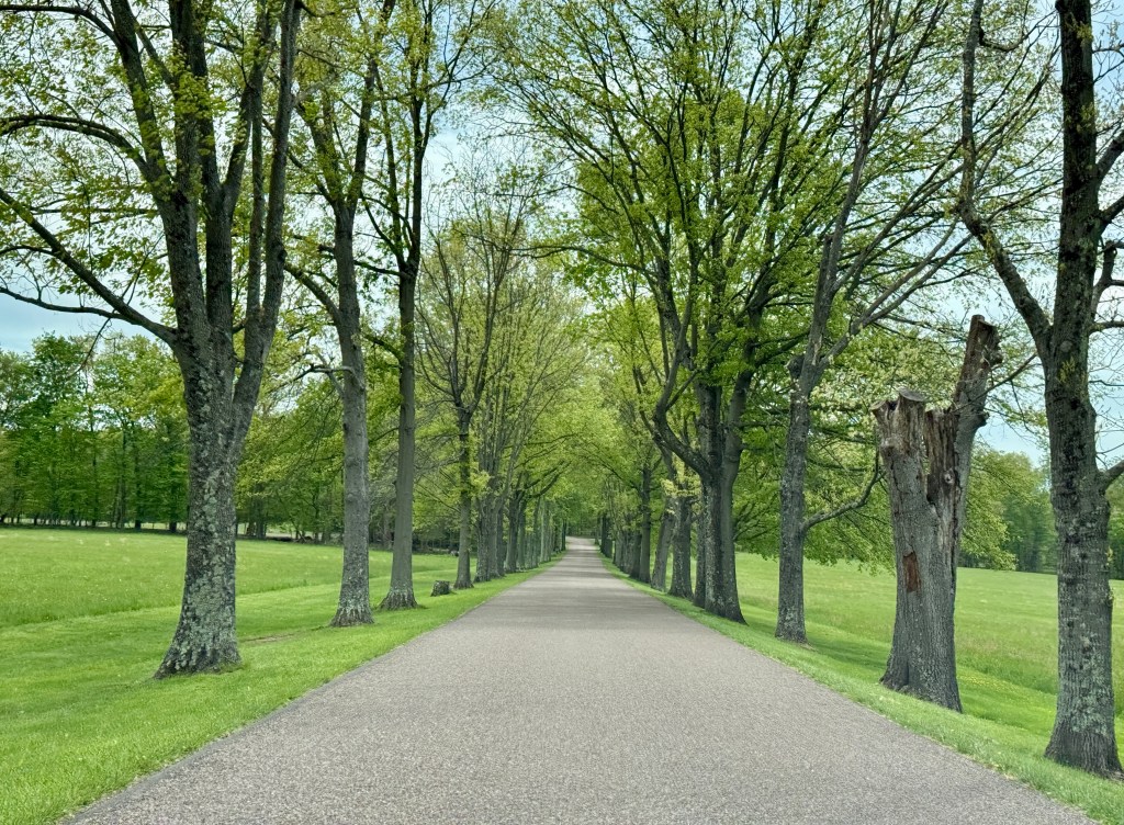 A tree-lined pathway bordered by lush green grass, with a smooth gravel road leading into the distance.