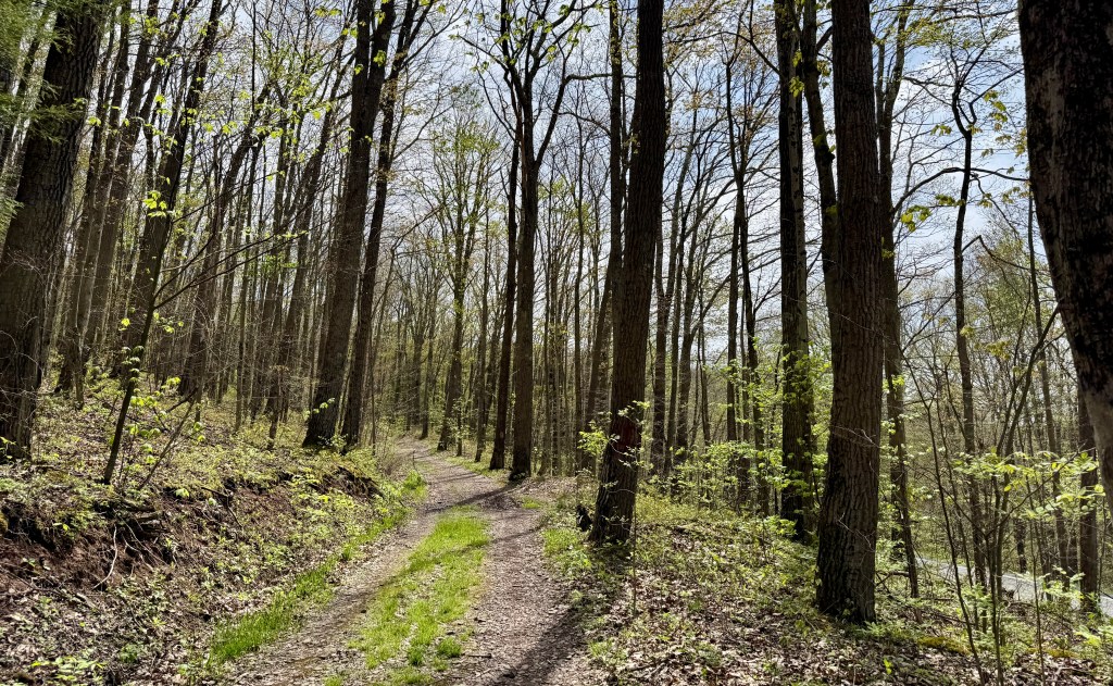 A winding dirt path through a sunlit forest, surrounded by tall trees and fresh green foliage.