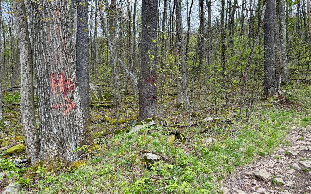 A wooded area featuring tall trees with visible bark markings in bright orange, indicating a trail or boundary, surrounded by green foliage and rocky ground.