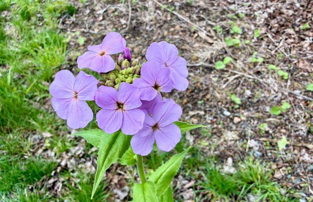 A cluster of purple flowers with delicate petals growing in a natural setting.