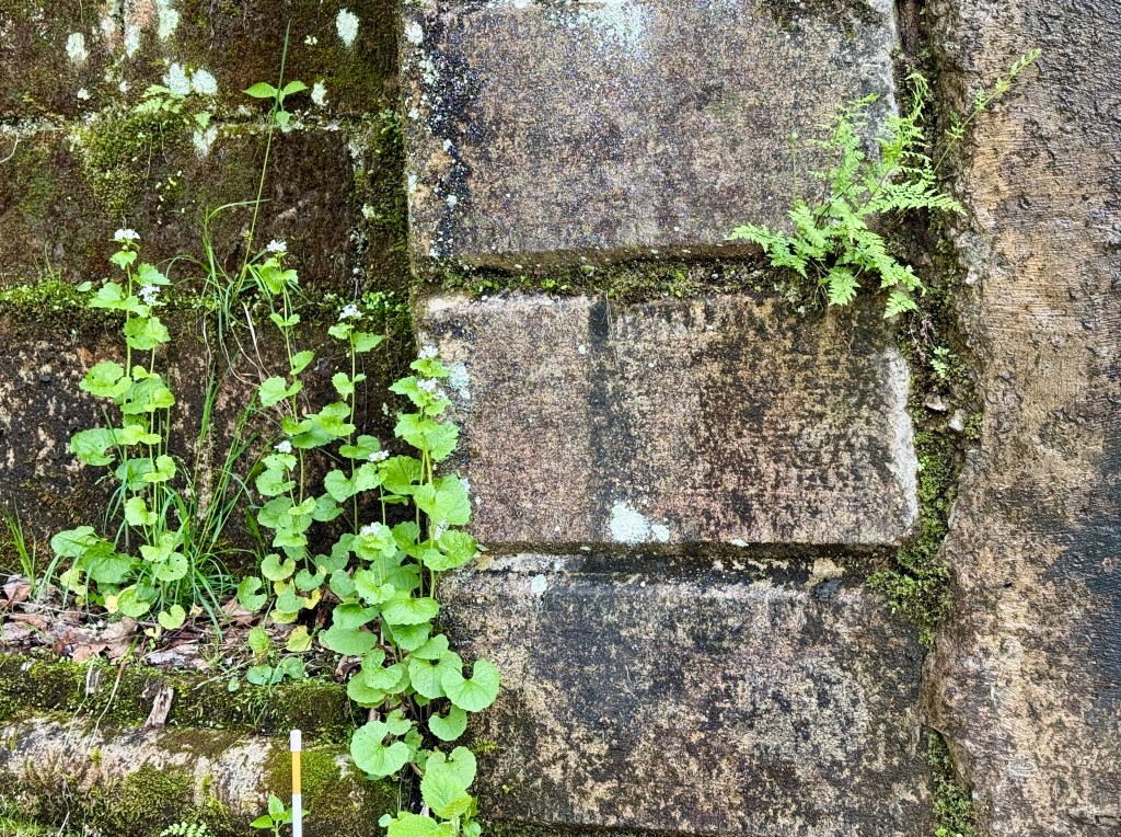 Close-up of a weathered stone wall with patches of moss, small ferns, and green plants growing at its base.