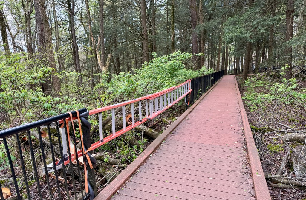 Wooden walkway through a forest, with a railing and a ladder partially obscured by foliage.