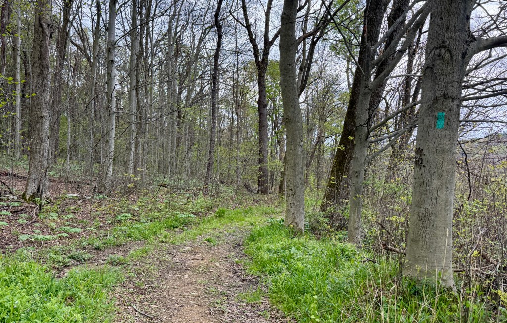 A winding dirt path through a wooded area, bordered by trees and greenery, under an overcast sky.