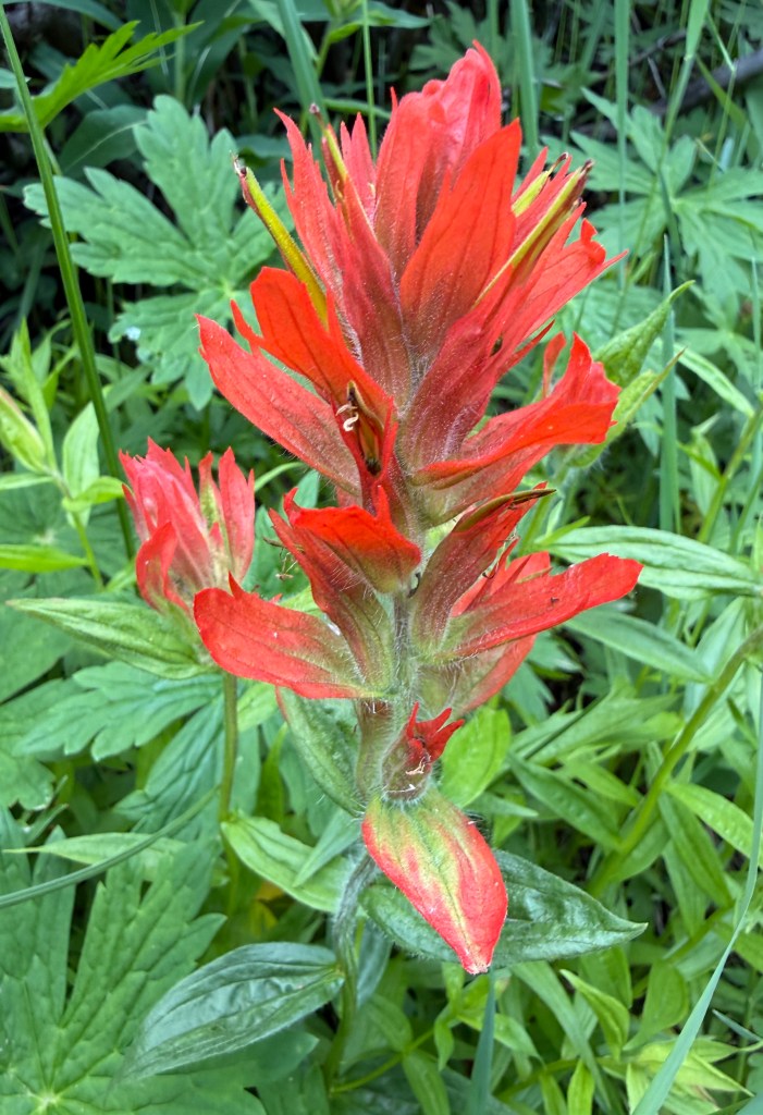 A vibrant red paintbrush flower with elongated petals, surrounded by green foliage.