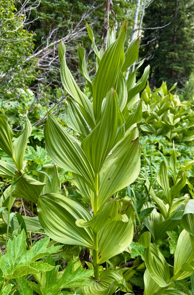 A close-up of a tall green plant with elongated, ridged leaves growing among other lush greenery in a forested area.