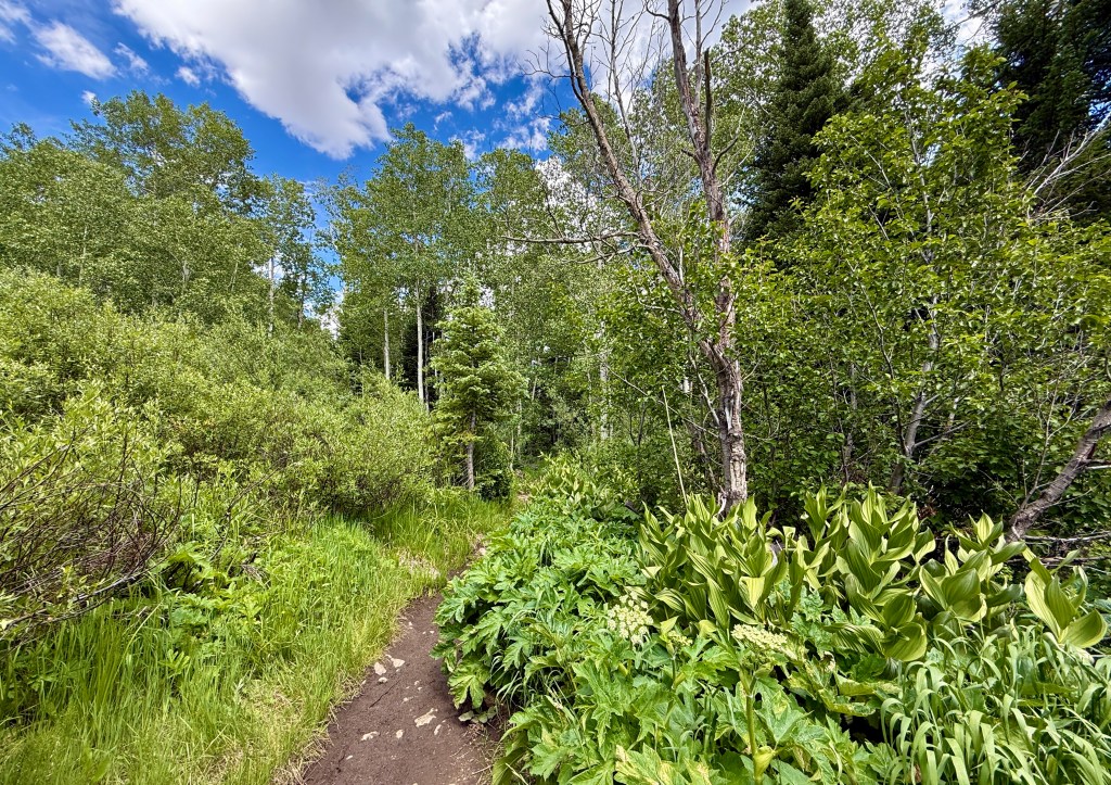A scenic forest pathway surrounded by lush greenery, including trees and dense foliage, under a partly cloudy sky.