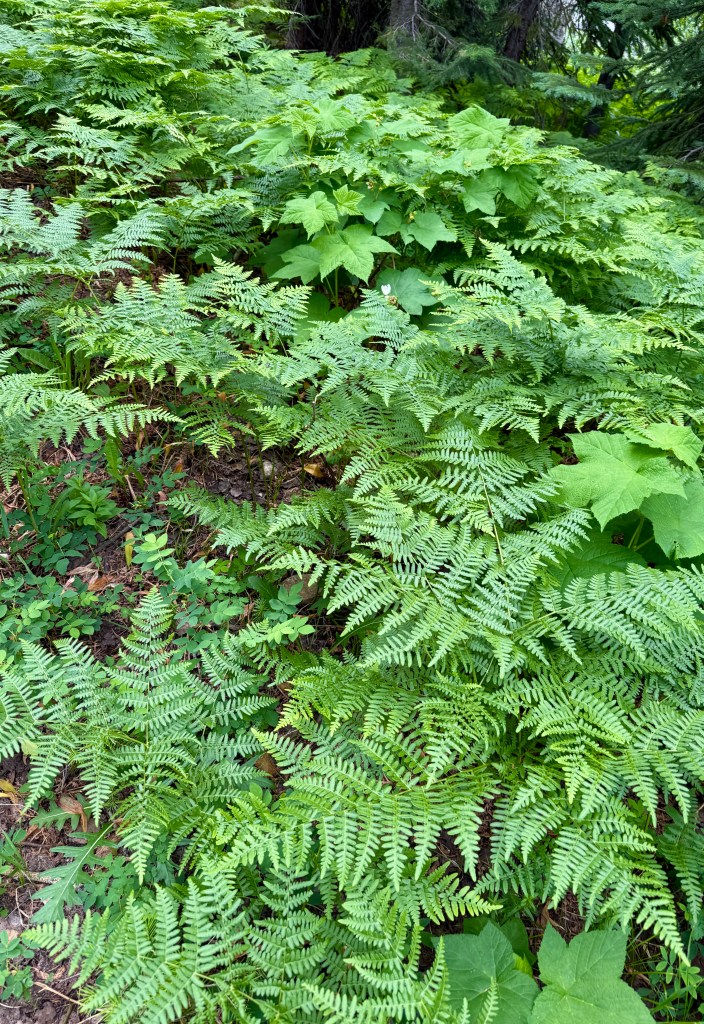 A lush area of green ferns and large leafy plants in a forest setting.