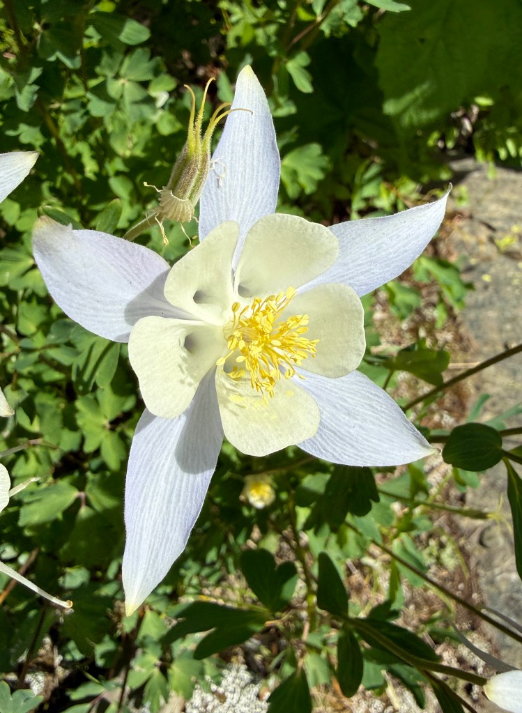 A close-up of a delicate white and lavender flower with prominent yellow stamens, surrounded by lush green foliage.