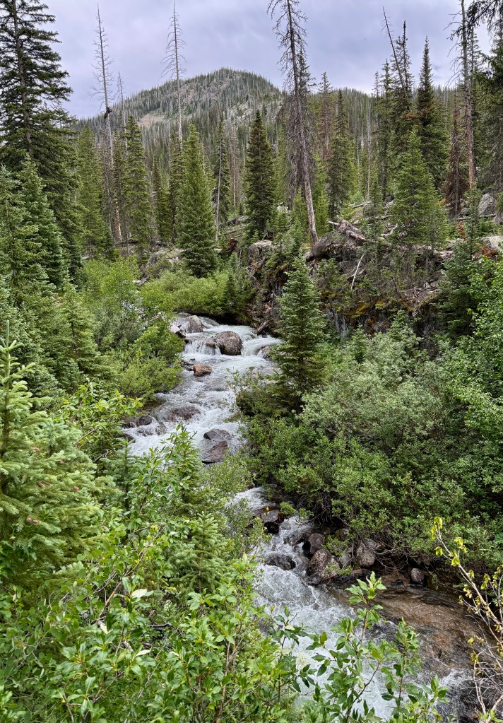 A serene landscape featuring a flowing stream surrounded by lush green vegetation and tall pine trees, with a mountainous background under a cloudy sky.