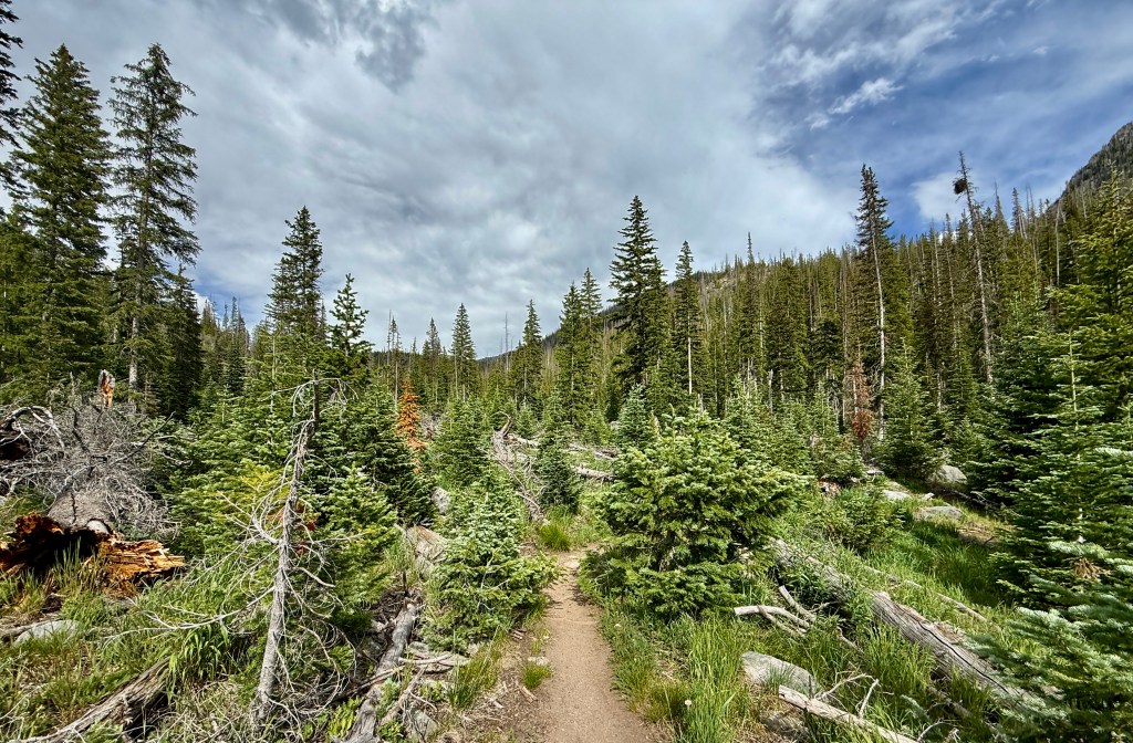 A winding dirt path through a dense forest with tall evergreen trees and scattered fallen logs, under a partly cloudy sky.