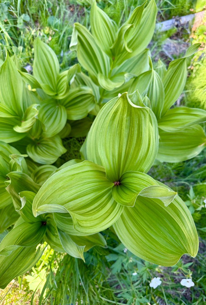 A close-up view of vibrant green plants with smooth, elongated leaves featuring distinct light and dark green stripes.