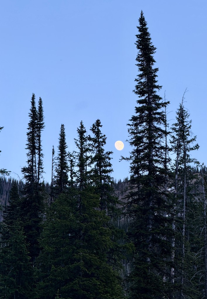 A serene view of tall evergreen trees silhouetted against a clear blue sky, with a large full moon visible in the upper right corner.