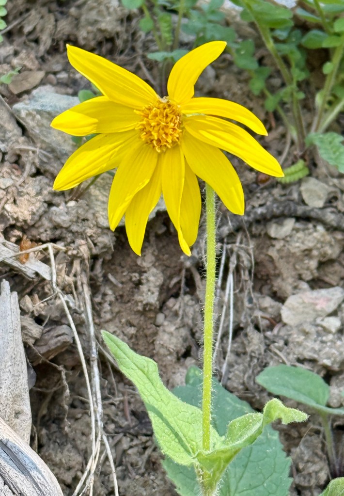 A single bright yellow flower with elongated petals and a central disc, standing on a slender stem with green leaves, surrounded by soil and other plants.
