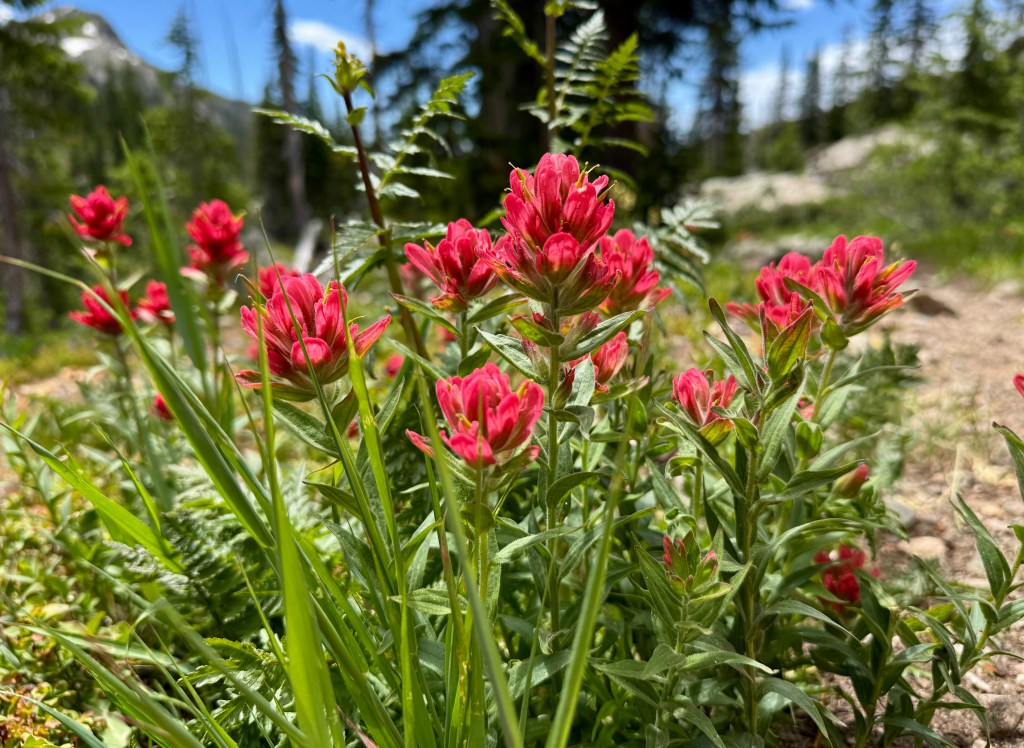 Close-up of vibrant pink wildflowers growing among green foliage in a natural outdoor setting.