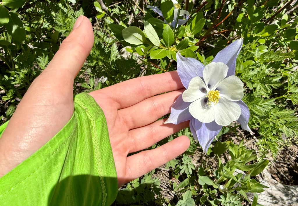 A hand holding a blue and white flower against a backdrop of green foliage.