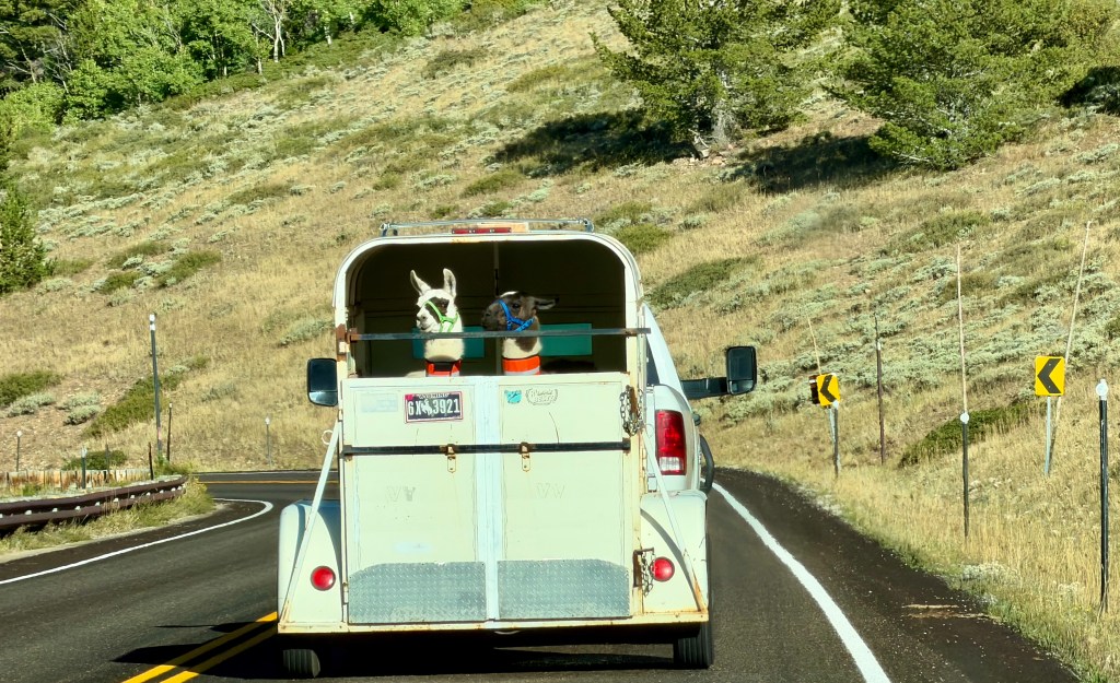 Two llamas peering out from the back of a horse trailer on a winding road.