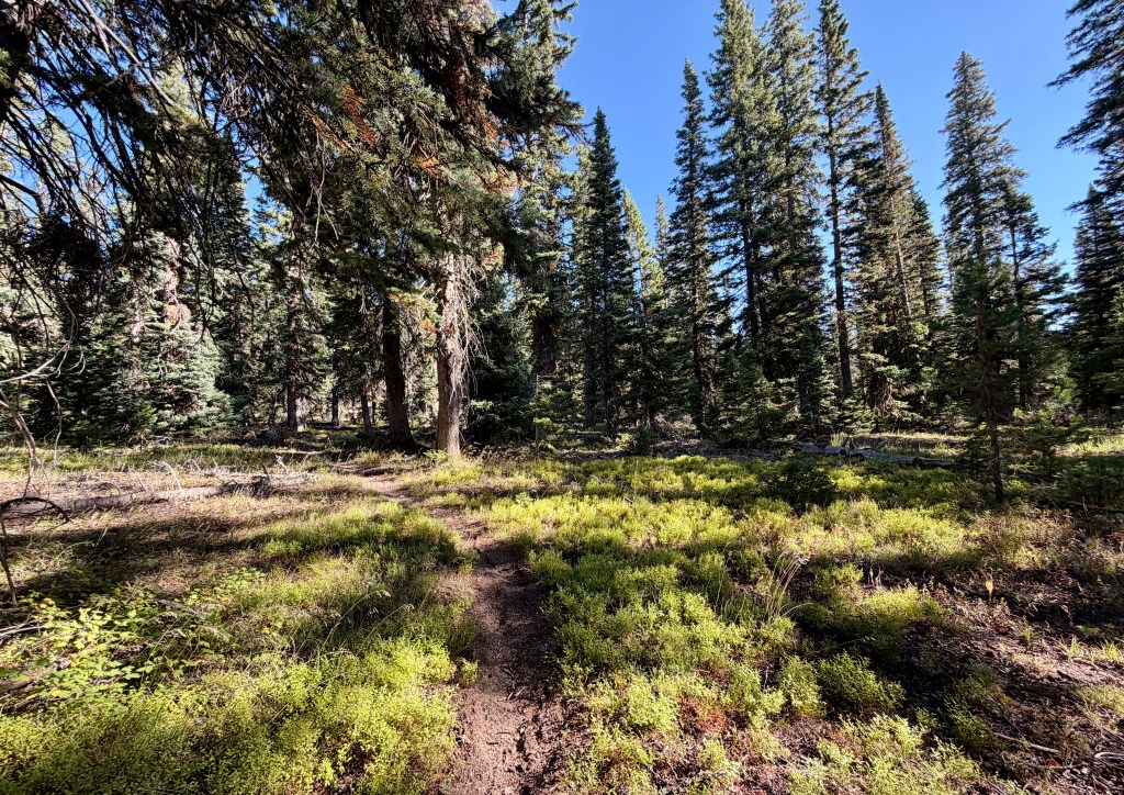 A scenic forest trail surrounded by tall trees and green underbrush under a clear blue sky.