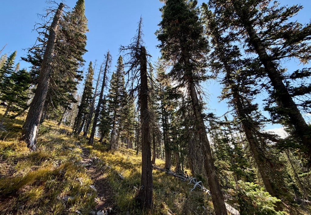 Tall evergreen trees in a forest setting under a clear blue sky, with a grassy path winding through the woods.