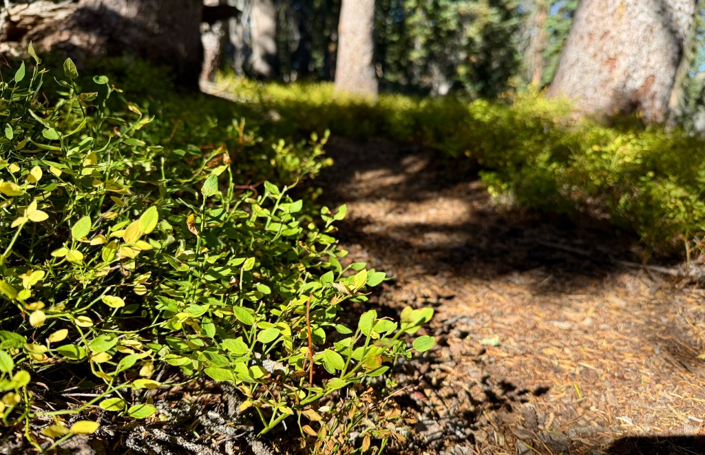 Close-up view of green foliage along a forest path with sunlight filtering through trees.