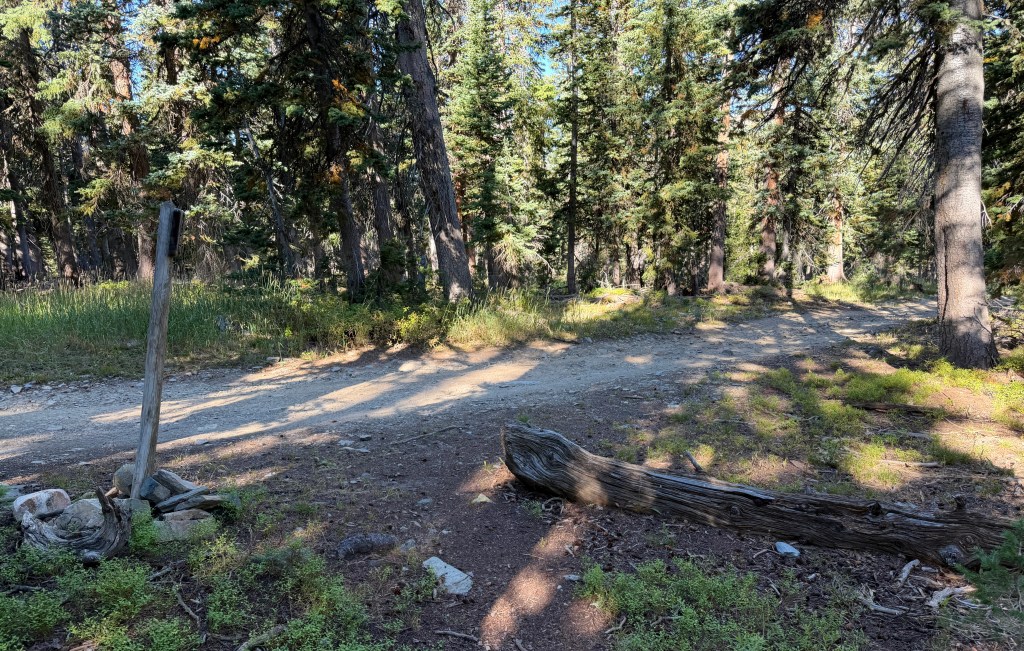 A forest scene featuring a dirt path diverging into two directions, surrounded by tall trees and patches of grass. A weathered wooden post and a fallen log are visible in the foreground.