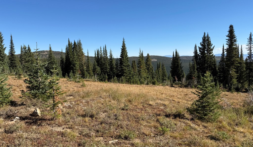 A scenic landscape featuring a meadow surrounded by tall evergreen trees under a clear blue sky.