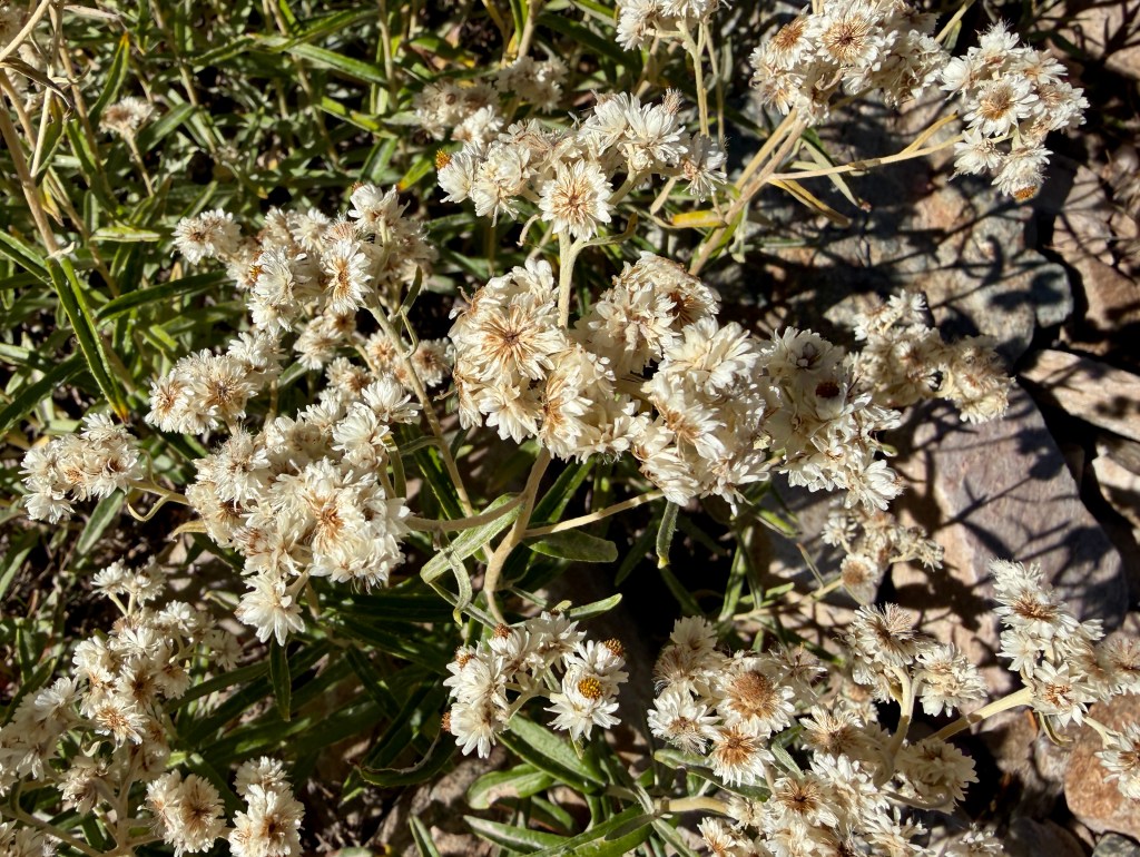 Close-up of white dried flowers with green foliage and rocky ground.
