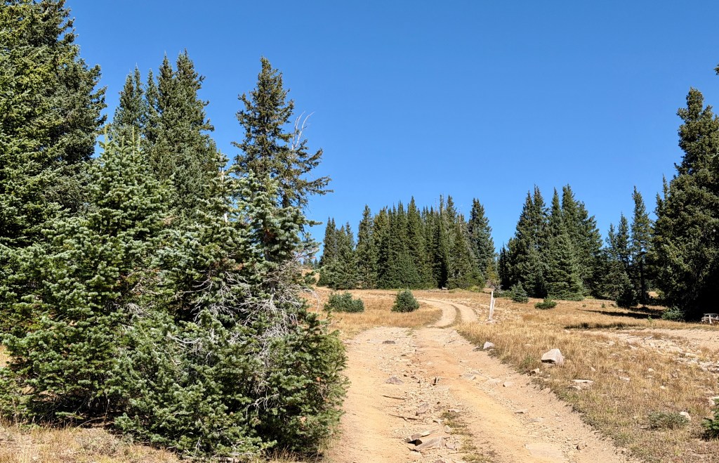 A dirt path winding through a forested area with tall green coniferous trees under a clear blue sky.