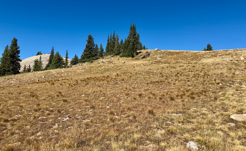 A grassy hillside with scattered rocks and pine trees against a clear blue sky.