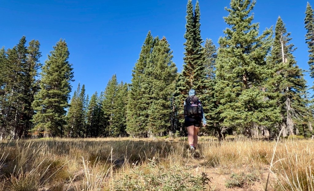 A person hiking through a field surrounded by tall coniferous trees under a clear blue sky.