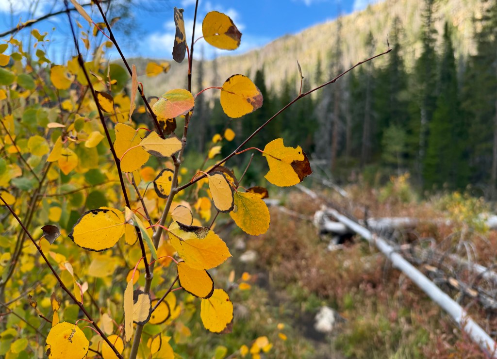 Colorado Hiked: Big South Trail
